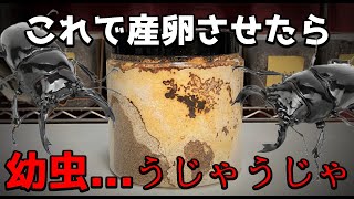 レイシ材の時代は、終了！これだから【爆産】タランドゥスオオツヤクワガタ/レギウス/ババオウゴンオニを効率良く産卵させる方法　菌糸ボトル 産卵セット