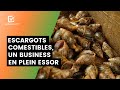 Bnin  escargots comestibles un business en plein essor