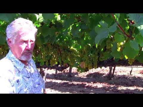 Anthony Austin - In the Vineyard, Part 1
