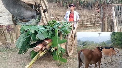 kv tu txiv tsev WB mu ntxiav kav tsawb pub nyuj thiab pub npua pub qaib thiab cab nyuj