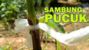 Hasil Sambung Pucuk Okulasi Singkong Konsumsi dan Singkong Karet