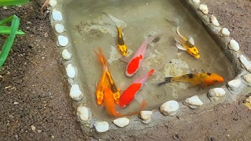 Động Vật Dễ Thương Nhiều Màu Sắc, Cá Chép, Cá Mập, Cá Vàng, Rùa, Baba, Vịt, Cá Bảy Màu,Betta,Cua,Rắn