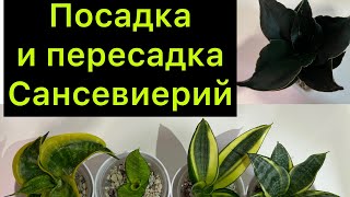 Посадка и пересадка Сансевиерий / авторский метод очистки Корней от грунта 😂😂😂￼  #сансевиерия ￼￼