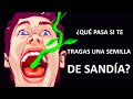 ¿Qué pasa si te tragas una semilla de sandía?