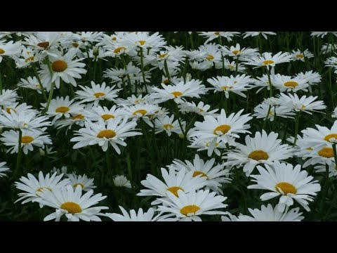 Видео: Как вырастить ромашку из семян - Руководство по посадке семян ромашки