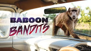 Baboon Bandits in 4K