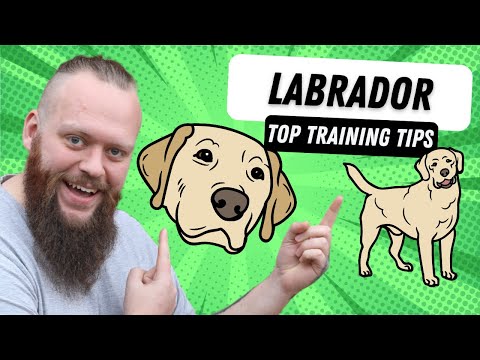 Video: 3 tips til at lære din Labrador Retriever at spille Hent