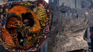 Download Lagu VOL GROTE GROTE HORROR!! Het omhakken van een gigantische holle boomstam die de hele zagerijploeg MP3 Download Lagu VOL GROTE GROTE HORROR!! Het omhakken van een gigantische holle boomstam die de hele zagerijploeg MP3