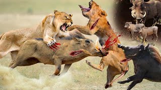 Tragic Ending When Lion Hunts Alone! Warthog Furiously Attack The Lion Mercilessly- Lion vs Warthogs