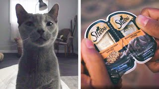 A Cat's Eye View \/\/ Presented By SHEBA®