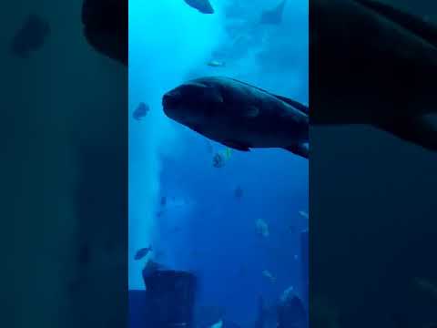 Dubai Aquarium 2020