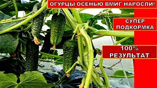 ОГУРЦЫ КОРМЛЮ ЭТИМ И СОБИРАЮ УРОЖАЙ ДО МОРОЗОВ! СЛОЖНАЯ ОРГАНИЧЕСКАЯ ПОДКОРМКА ОГУРЦОВ ОСЕНЬЮ.