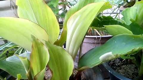 ngải đen trị bệnh ung thư