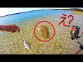 釣れた魚を追いかけて別の大物が、え?…こんな奇跡ある?