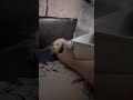 Cute Rat Running Back and Forth Like Crazy #shorts #rat #petrat #cuteanimals #funnyanimals