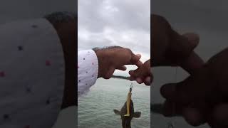 Small grouper Fish caught and released back into the water...️