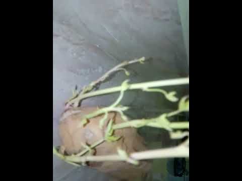 Sweet potato grown without soil, water and sunlight