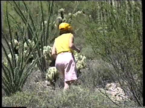 וִידֵאוֹ: אריזונה Barrel Cactus מידע: Carin For Arizona Barrel Cacti In Gardens