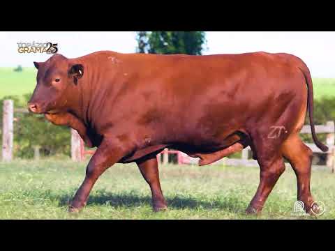 LOTE 24 - ZT 6960