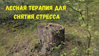 Рига. Лес. Лесная терапия для снятия стресса. Релаксация. Rīga. Relax #relax #релаксация #рига