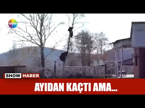 Ayıdan kaçtı ama...