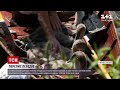 Новини світу: у Британії почався щорічний перепис королівських лебедів