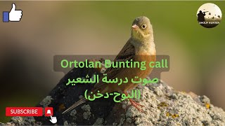 Ortolan Bunting call - صوت درسة الشعير (البوح-دخن)