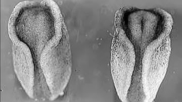 Axolotl neural tube closure