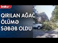 Gövdəsi çürüyüb qırılan ağac ölümə səbəb oldu - Baku TV