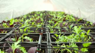 FEEDING THE FUTURE New York City’s Experiment in Urban Agriculture Part 1: Grow