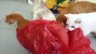 kucing kucing asik main plastik by keluarga kucing bahagia 135 views 1 day ago 4 minutes, 10 seconds
