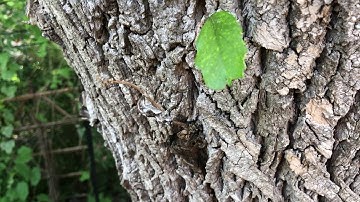 Removing a chrysalis