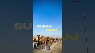 Surah-Hajj | Qurbani | #qurbanistatus #hajj #hajj2023 #eiduladha2023 #islam #quranurdu #quran #fyp