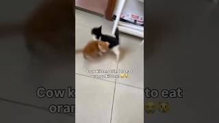 All Siblings When It Comes To Food 🍖