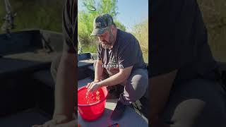 🎣 Cum iti dai seama daca un crap e mascul sau femela?