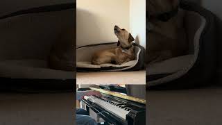 Moondog Sonata #piano #musicdogs #beethoven