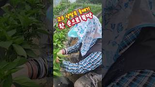 고추밭 양말목 줄 매기 한손으로 뚝딱 #시골 #농사 #꿀팁