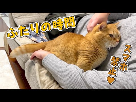 ふたりきりになると愛情重めで甘える猫が可愛すぎる！