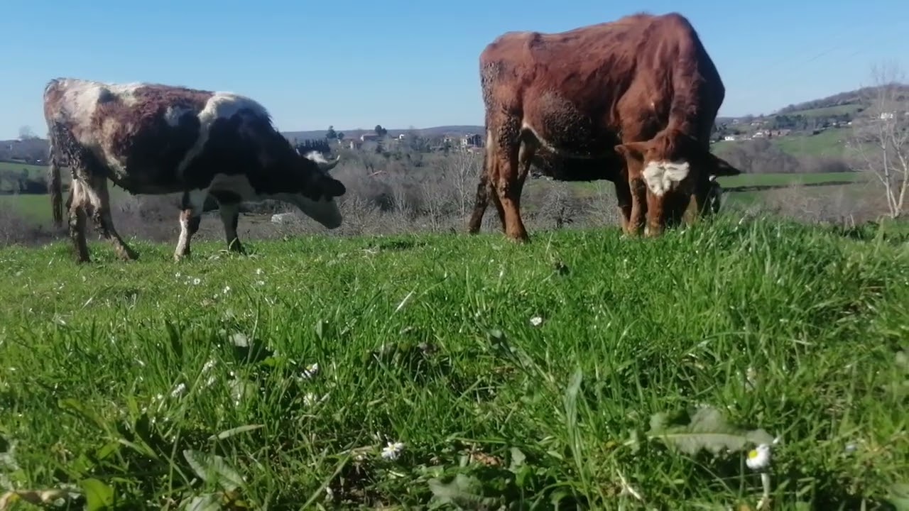 Bahar Erken Geldi İnekler Mutlu 