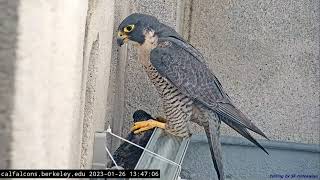 Cal Falcons: New guy makes Annie work for starling lunch (viewer discretion). 2023 Jan 26