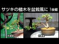 サツキの植木を盆栽風に！　後編