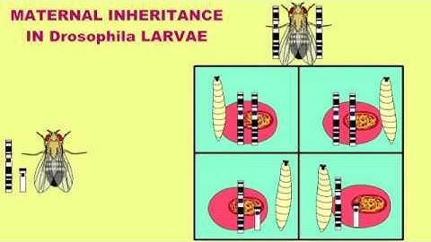 MATERNAL INHERITANCE