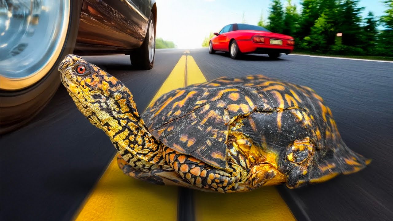 Turtle Crushed by a Car: What Happened Next Is Unbelievable! Life After ...