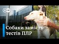 Як собаки винюхують коронавірус у Фінляндії  - "Європа у фокусі" | DW Ukrainian