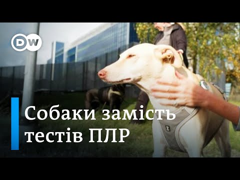 Як собаки винюхують коронавірус у Фінляндії  -  «Європа у фокусі»  - DW Ukrainian.
