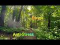 Anti-Stress Forest / 8 Minutes of Calm Nature Relaxation