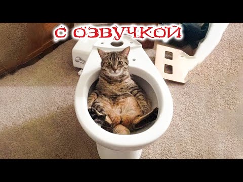 Приколы с котами с озвучкой! Смешные коты! Смешные животные! Смешные видео!