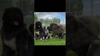 Эта собака ради хозяина может разорвать даже волка #shorts  #животные #змея #звери  #собака #тигры