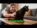 "El error que todos cometemos con nuestros perros 😱". #curiosidades #cat #pets #gatos #perros