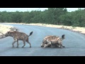 2012-0423 k190 Hyena Pack Greeting